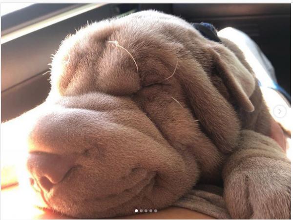Shar Pei - giống chó dễ thương nhất nhì thế giới chứng minh sự thật ‘càng nhăn nheo càng lắm kẻ theo’ Shar Pei - giống chó dễ thương nhất nhì thế giới chứng minh sự thật ‘càng nhăn nheo càng lắm kẻ theo’