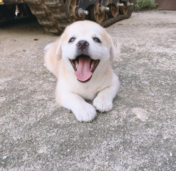 Chú cún đáng thương bị bỏ rơi bỗng trở thành 'boss' quốc dân nổi tiếng khắp Hàn Quốc Chú cún đáng thương bị bỏ rơi bỗng trở thành 'boss' quốc dân nổi tiếng khắp Hàn Quốc