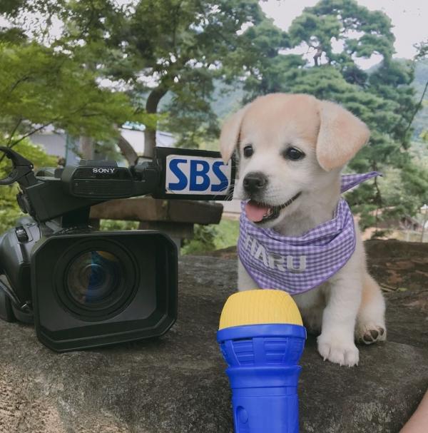 Chú cún đáng thương bị bỏ rơi bỗng trở thành 'boss' quốc dân nổi tiếng khắp Hàn Quốc Chú cún đáng thương bị bỏ rơi bỗng trở thành 'boss' quốc dân nổi tiếng khắp Hàn Quốc