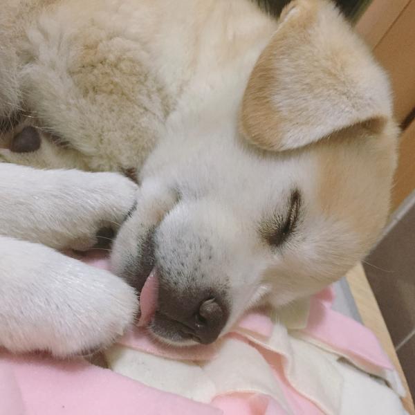 Chú cún đáng thương bị bỏ rơi bỗng trở thành 'boss' quốc dân nổi tiếng khắp Hàn Quốc Chú cún đáng thương bị bỏ rơi bỗng trở thành 'boss' quốc dân nổi tiếng khắp Hàn Quốc