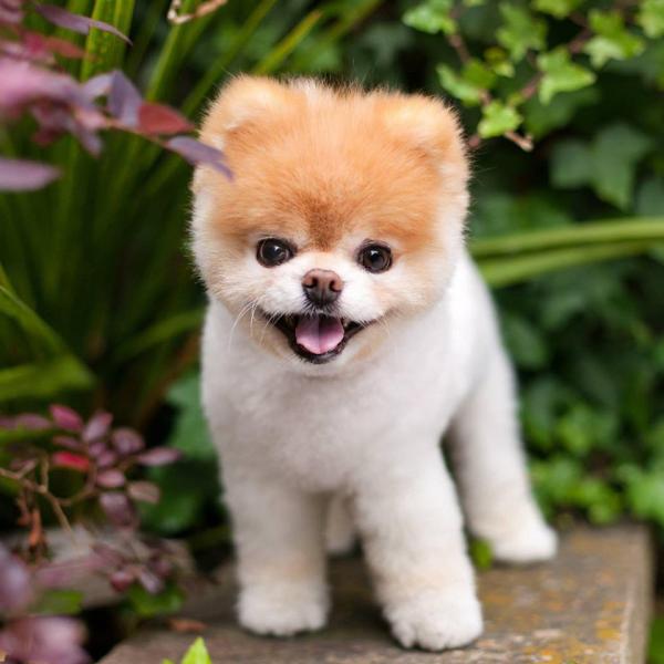 Boo - chú chó dễ thương nhất thế giới đã qua đời Boo - chú chó dễ thương nhất thế giới đã qua đời