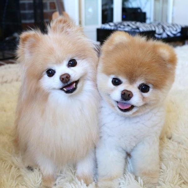 Boo - chú chó dễ thương nhất thế giới đã qua đời Boo - chú chó dễ thương nhất thế giới đã qua đời
