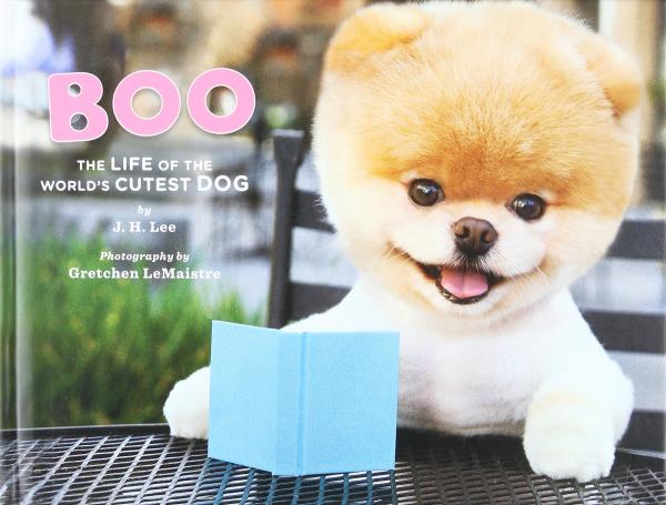 Boo - chú chó dễ thương nhất thế giới đã qua đời Boo - chú chó dễ thương nhất thế giới đã qua đời
