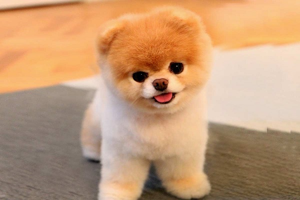 Boo - chú chó dễ thương nhất thế giới đã qua đời Boo - chú chó dễ thương nhất thế giới đã qua đời