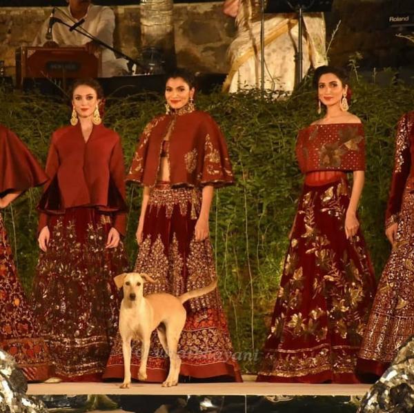 Chú chó hoang bất ngờ được chào đón khi đi lạc vào show trình diễn thời trang Chú chó hoang bất ngờ được chào đón khi đi lạc vào show trình diễn thời trang