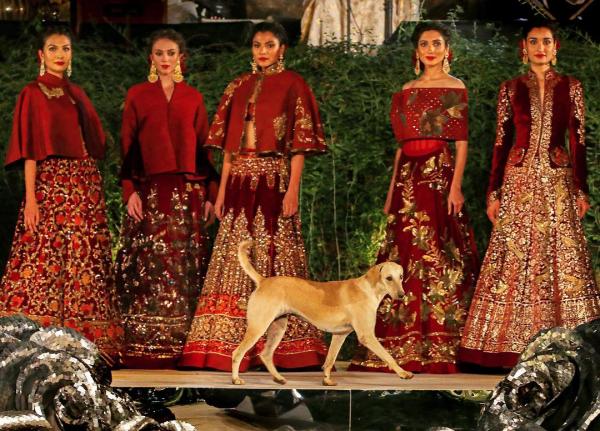 Chú chó hoang bất ngờ được chào đón khi đi lạc vào show trình diễn thời trang Chú chó hoang bất ngờ được chào đón khi đi lạc vào show trình diễn thời trang