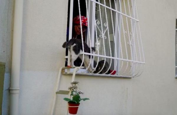 Chị gái nhân hậu xây cầu thang nhỏ cho mèo hoang vào nhà tránh rét Chị gái nhân hậu xây cầu thang nhỏ cho mèo hoang vào nhà tránh rét