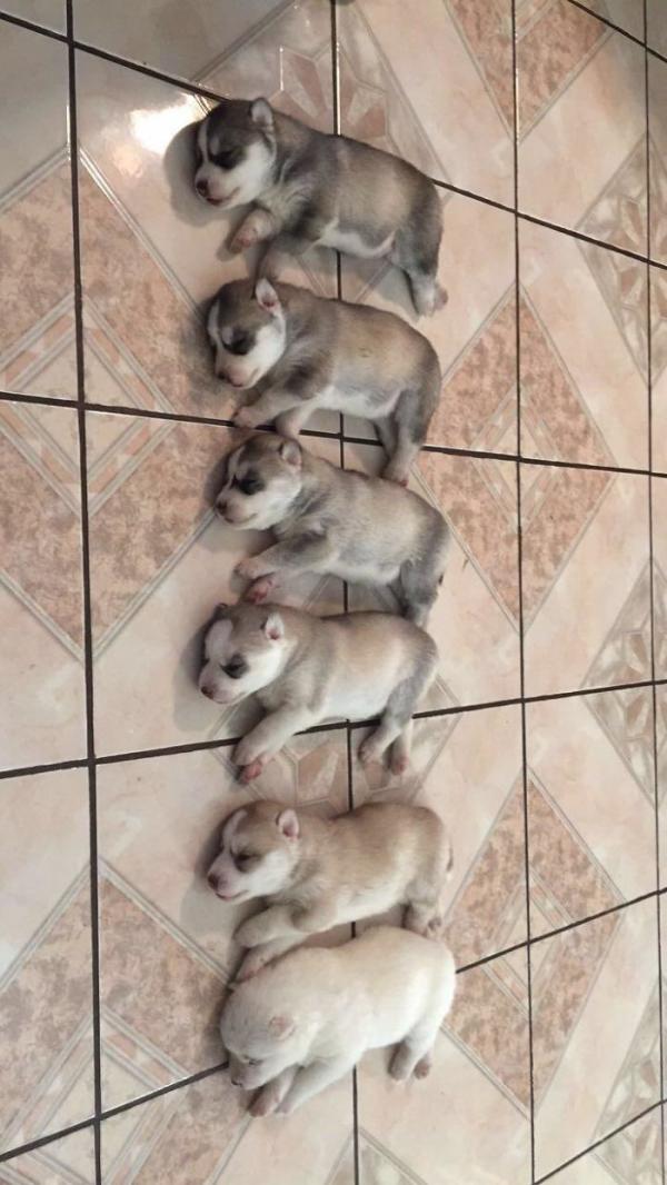 Loạt ảnh chứng minh Husky là loài chó 'ngáo' nhất quả đất Loạt ảnh chứng minh Husky là loài chó 'ngáo' nhất quả đất