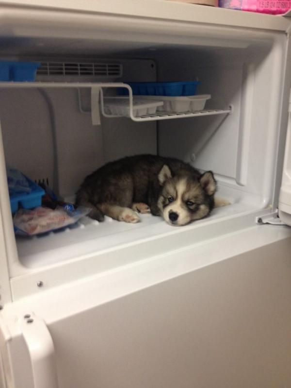 Loạt ảnh chứng minh Husky là loài chó 'ngáo' nhất quả đất Loạt ảnh chứng minh Husky là loài chó 'ngáo' nhất quả đất