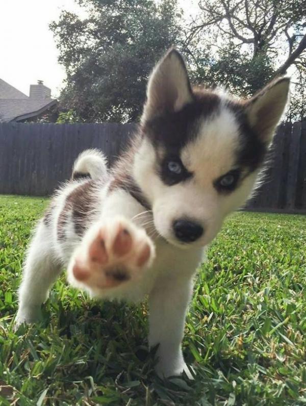 Loạt ảnh chứng minh Husky là loài chó 'ngáo' nhất quả đất Loạt ảnh chứng minh Husky là loài chó 'ngáo' nhất quả đất