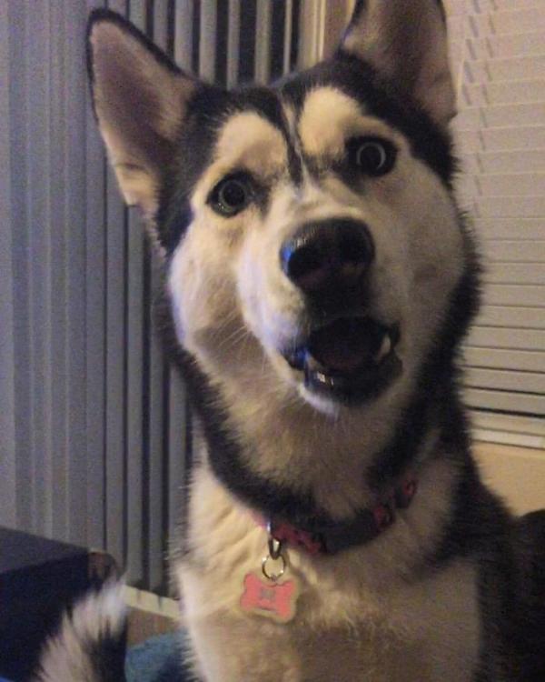 Loạt ảnh chứng minh Husky là loài chó 'ngáo' nhất quả đất Loạt ảnh chứng minh Husky là loài chó 'ngáo' nhất quả đất