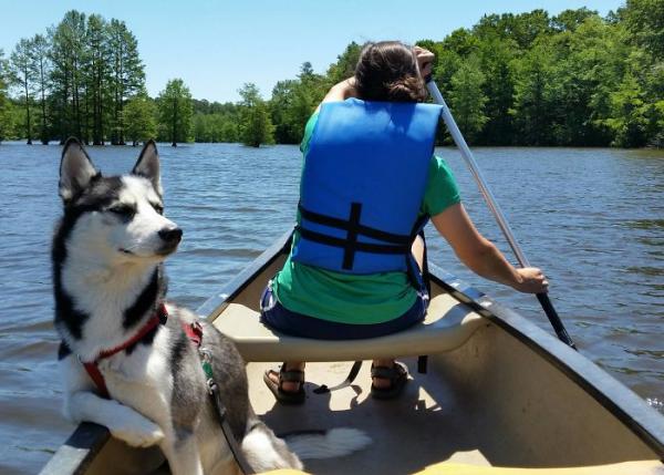 Loạt ảnh chứng minh Husky là loài chó 'ngáo' nhất quả đất Loạt ảnh chứng minh Husky là loài chó 'ngáo' nhất quả đất