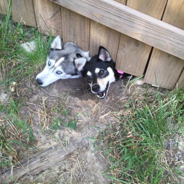 Loạt ảnh chứng minh Husky là loài chó 'ngáo' nhất quả đất Loạt ảnh chứng minh Husky là loài chó 'ngáo' nhất quả đất