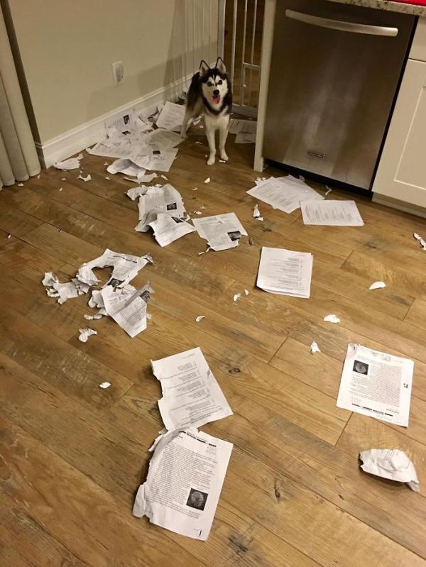 Loạt ảnh chứng minh Husky là loài chó 'ngáo' nhất quả đất Loạt ảnh chứng minh Husky là loài chó 'ngáo' nhất quả đất