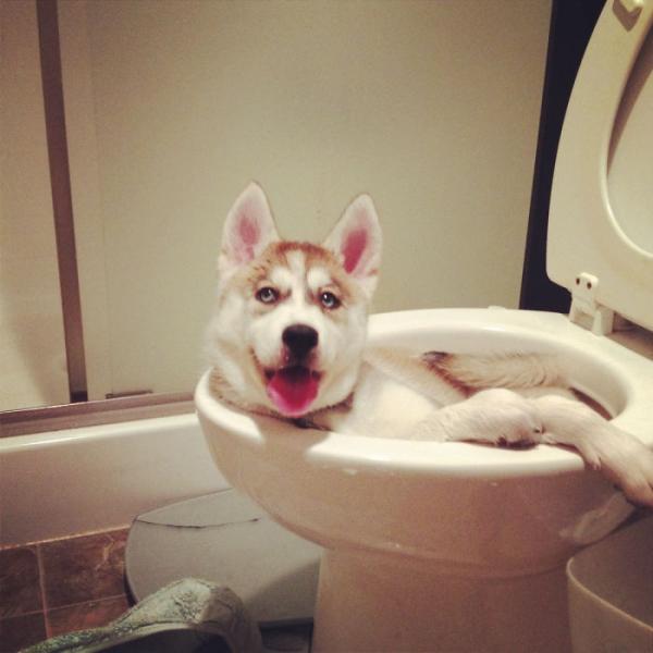 Loạt ảnh chứng minh Husky là loài chó 'ngáo' nhất quả đất Loạt ảnh chứng minh Husky là loài chó 'ngáo' nhất quả đất