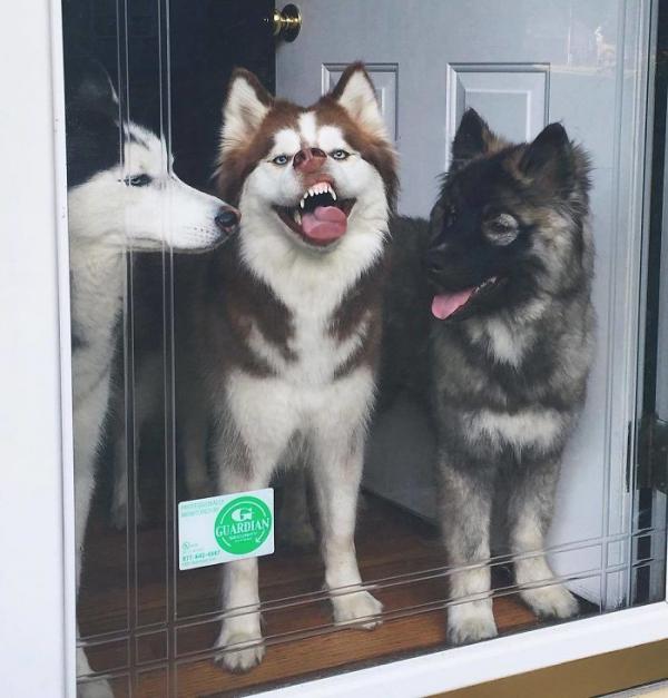 Loạt ảnh chứng minh Husky là loài chó 'ngáo' nhất quả đất Loạt ảnh chứng minh Husky là loài chó 'ngáo' nhất quả đất