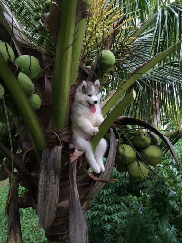 Loạt ảnh chứng minh Husky là loài chó 'ngáo' nhất quả đất Loạt ảnh chứng minh Husky là loài chó 'ngáo' nhất quả đất
