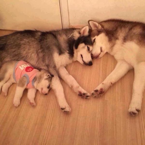 Loạt ảnh chứng minh Husky là loài chó 'ngáo' nhất quả đất Loạt ảnh chứng minh Husky là loài chó 'ngáo' nhất quả đất