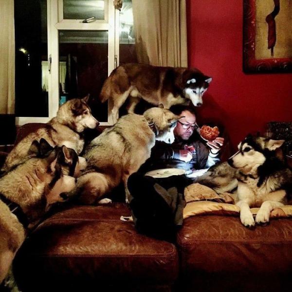 Loạt ảnh chứng minh Husky là loài chó 'ngáo' nhất quả đất Loạt ảnh chứng minh Husky là loài chó 'ngáo' nhất quả đất
