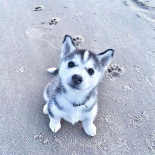 Loạt ảnh chứng minh Husky là loài chó 'ngáo' nhất quả đất Loạt ảnh chứng minh Husky là loài chó 'ngáo' nhất quả đất