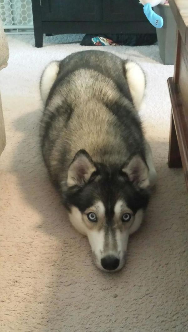 Loạt ảnh chứng minh Husky là loài chó 'ngáo' nhất quả đất Loạt ảnh chứng minh Husky là loài chó 'ngáo' nhất quả đất