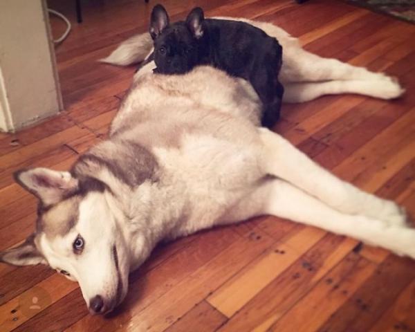 Loạt ảnh chứng minh Husky là loài chó 'ngáo' nhất quả đất Loạt ảnh chứng minh Husky là loài chó 'ngáo' nhất quả đất