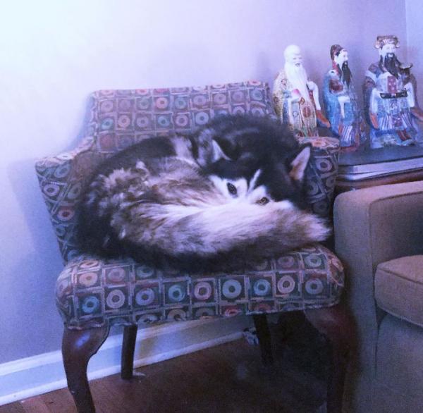 Loạt ảnh chứng minh Husky là loài chó 'ngáo' nhất quả đất Loạt ảnh chứng minh Husky là loài chó 'ngáo' nhất quả đất