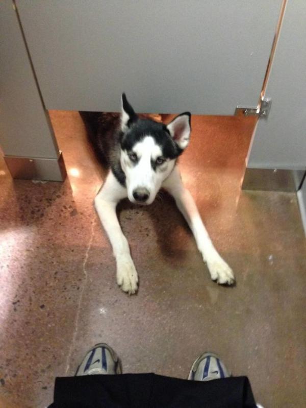 Loạt ảnh chứng minh Husky là loài chó 'ngáo' nhất quả đất Loạt ảnh chứng minh Husky là loài chó 'ngáo' nhất quả đất