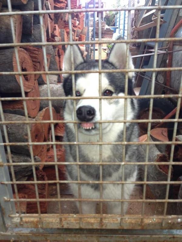 Loạt ảnh chứng minh Husky là loài chó 'ngáo' nhất quả đất Loạt ảnh chứng minh Husky là loài chó 'ngáo' nhất quả đất