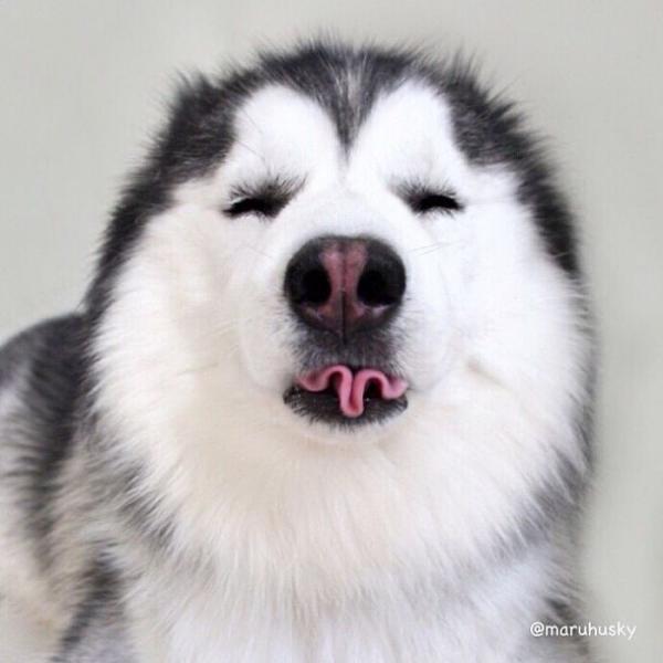 Loạt ảnh chứng minh Husky là loài chó 'ngáo' nhất quả đất Loạt ảnh chứng minh Husky là loài chó 'ngáo' nhất quả đất