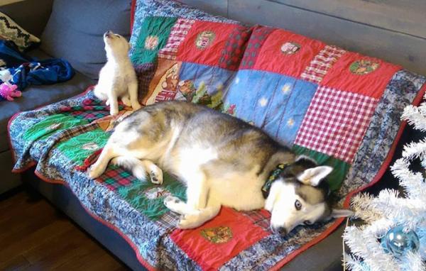 Loạt ảnh chứng minh Husky là loài chó 'ngáo' nhất quả đất Loạt ảnh chứng minh Husky là loài chó 'ngáo' nhất quả đất