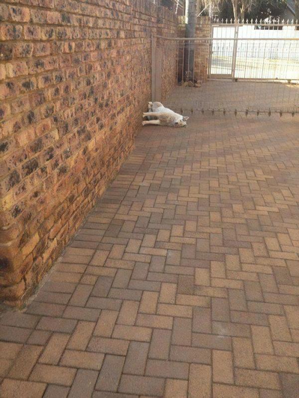 Loạt ảnh chứng minh Husky là loài chó 'ngáo' nhất quả đất Loạt ảnh chứng minh Husky là loài chó 'ngáo' nhất quả đất