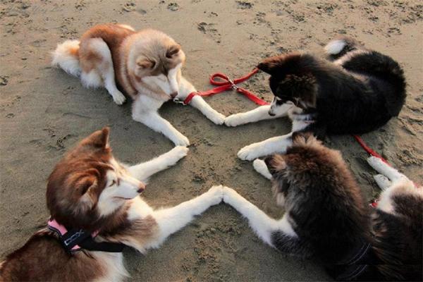 Loạt ảnh chứng minh Husky là loài chó 'ngáo' nhất quả đất Loạt ảnh chứng minh Husky là loài chó 'ngáo' nhất quả đất