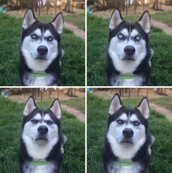 Loạt ảnh chứng minh Husky là loài chó 'ngáo' nhất quả đất Loạt ảnh chứng minh Husky là loài chó 'ngáo' nhất quả đất