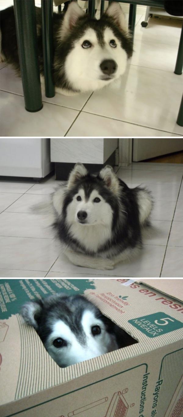 Loạt ảnh chứng minh Husky là loài chó 'ngáo' nhất quả đất Loạt ảnh chứng minh Husky là loài chó 'ngáo' nhất quả đất