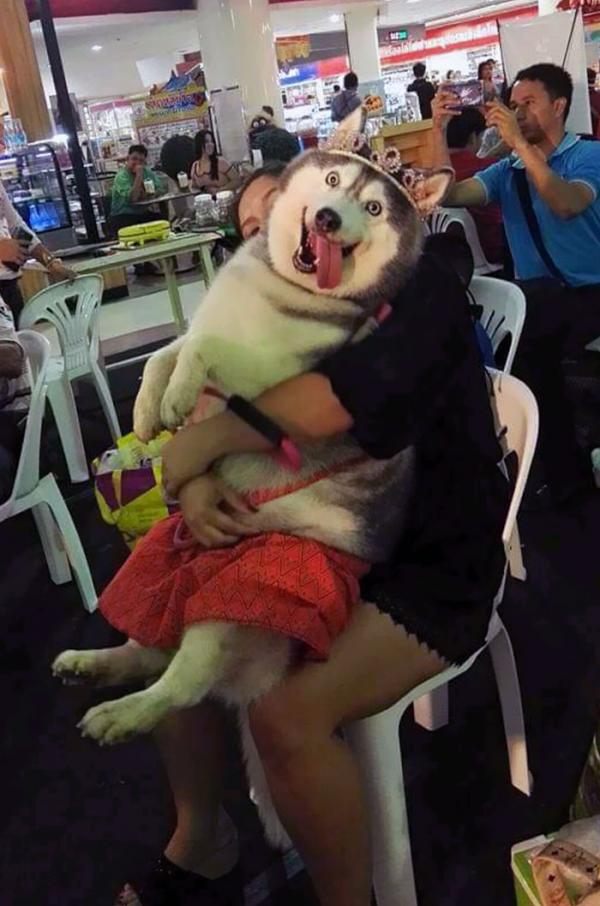 Loạt ảnh chứng minh Husky là loài chó 'ngáo' nhất quả đất Loạt ảnh chứng minh Husky là loài chó 'ngáo' nhất quả đất