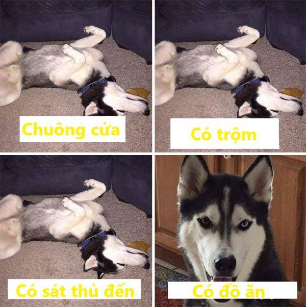 Loạt ảnh chứng minh Husky là loài chó 'ngáo' nhất quả đất Loạt ảnh chứng minh Husky là loài chó 'ngáo' nhất quả đất