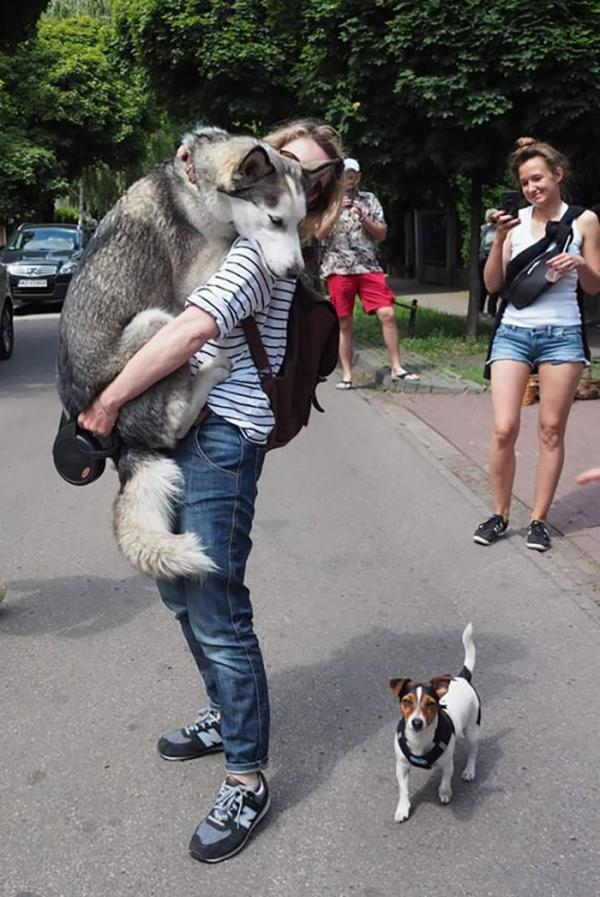 Loạt ảnh chứng minh Husky là loài chó 'ngáo' nhất quả đất Loạt ảnh chứng minh Husky là loài chó 'ngáo' nhất quả đất
