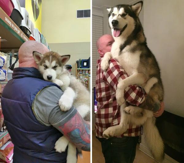 Loạt ảnh chứng minh Husky là loài chó 'ngáo' nhất quả đất Loạt ảnh chứng minh Husky là loài chó 'ngáo' nhất quả đất