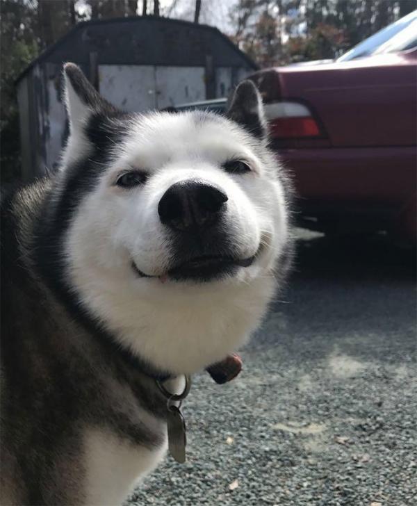 Loạt ảnh chứng minh Husky là loài chó 'ngáo' nhất quả đất Loạt ảnh chứng minh Husky là loài chó 'ngáo' nhất quả đất