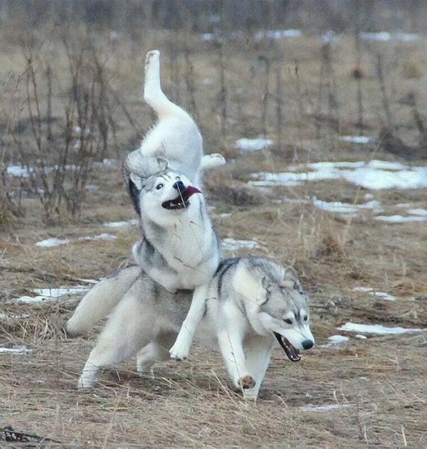 Loạt ảnh chứng minh Husky là loài chó 'ngáo' nhất quả đất Loạt ảnh chứng minh Husky là loài chó 'ngáo' nhất quả đất