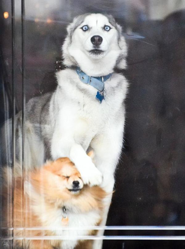Loạt ảnh chứng minh Husky là loài chó 'ngáo' nhất quả đất Loạt ảnh chứng minh Husky là loài chó 'ngáo' nhất quả đất