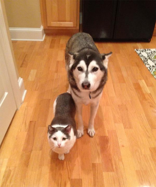 Loạt ảnh chứng minh Husky là loài chó 'ngáo' nhất quả đất Loạt ảnh chứng minh Husky là loài chó 'ngáo' nhất quả đất