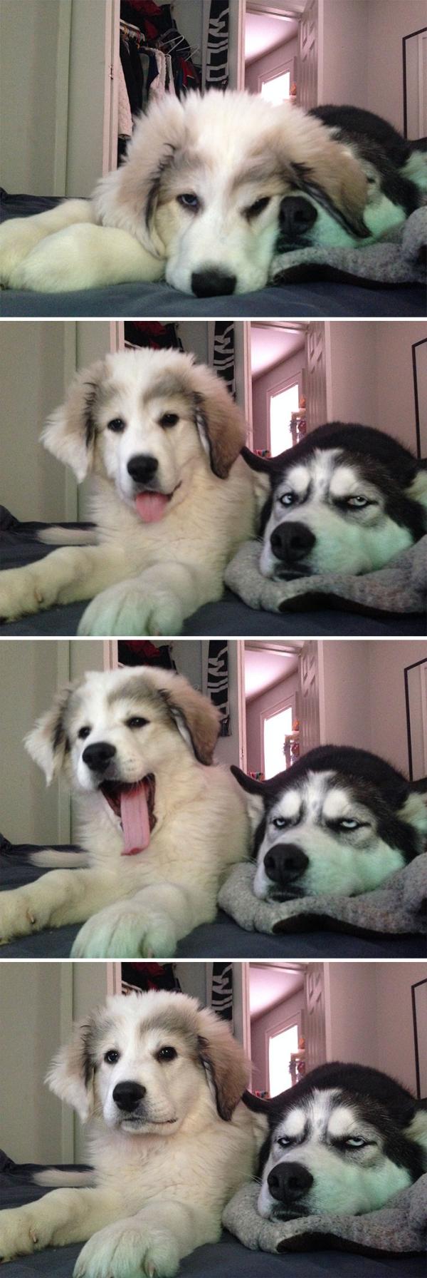 Loạt ảnh chứng minh Husky là loài chó 'ngáo' nhất quả đất Loạt ảnh chứng minh Husky là loài chó 'ngáo' nhất quả đất