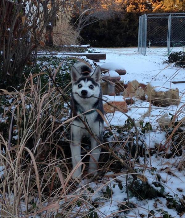Loạt ảnh chứng minh Husky là loài chó 'ngáo' nhất quả đất Loạt ảnh chứng minh Husky là loài chó 'ngáo' nhất quả đất