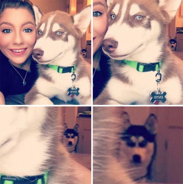 Loạt ảnh chứng minh Husky là loài chó 'ngáo' nhất quả đất Loạt ảnh chứng minh Husky là loài chó 'ngáo' nhất quả đất
