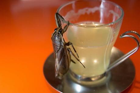 Chuyện tình kinh dị: Chàng trai Nhật Bản hẹn hò và gặp cả 'giấc mơ ướt' với... gián Chuyện tình kinh dị: Chàng trai Nhật Bản hẹn hò và gặp cả 'giấc mơ ướt' với... gián