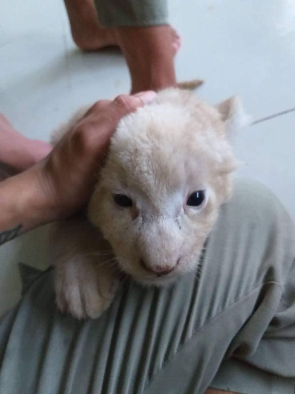 Chàng nhân viên vườn thú hoang dã lớn nhất Việt Nam và loạt chuyện 'hậu trường' lần đầu mới kể Chàng nhân viên vườn thú hoang dã lớn nhất Việt Nam và loạt chuyện 'hậu trường' lần đầu mới kể