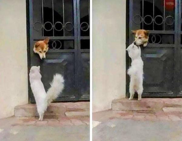 Chùm ảnh động vật đáng yêu tiếp sức cho những người đang sợ phải đi học đi làm sau kỳ nghỉ lễ Chùm ảnh động vật đáng yêu tiếp sức cho những người đang sợ phải đi học đi làm sau kỳ nghỉ lễ