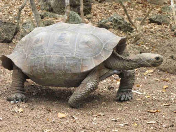 Tìm thấy rùa con được sinh sản tự nhiên trên quần đảo Galápagos sau hơn 100 năm biến mất Tìm thấy rùa con được sinh sản tự nhiên trên quần đảo Galápagos sau hơn 100 năm biến mất